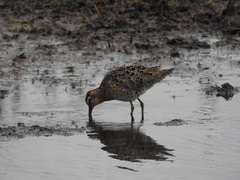 Limnodromus griseus caurinus