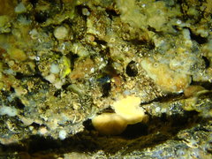 Microlipophrys nigriceps