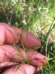 Erigeron hyssopifolius
