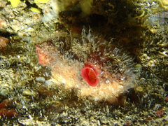 Microcosmus polymorphus