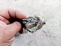 Crotalus culminatus