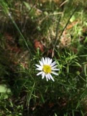 Erigeron hyssopifolius