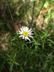 Erigeron hyssopifolius