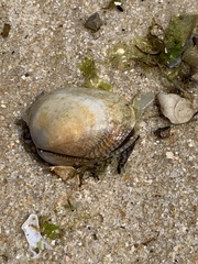 Ruditapes decussatus