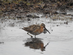 Limnodromus griseus caurinus