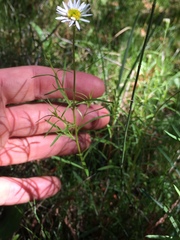 Erigeron hyssopifolius