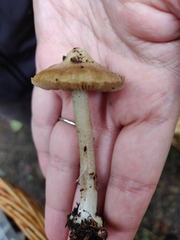 Inocybe fuscidula