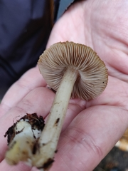 Inocybe fuscidula
