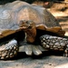 African Spurred Tortoise - Photo (c) Gregory Moine, some rights reserved (CC BY-NC-SA)