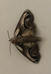 Paectes oculatrix