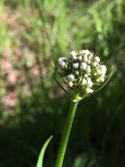 Valeriana uliginosa