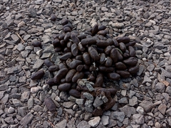 Hydrochoerus hydrochaeris