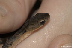 Erythrolamprus typhlus