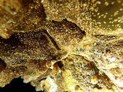 Microlipophrys adriaticus