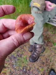 Lactarius luculentus