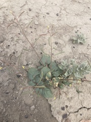 Chylismia scapoidea
