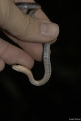 Erythrolamprus typhlus