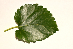 Morus alba