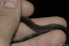 Erythrolamprus typhlus