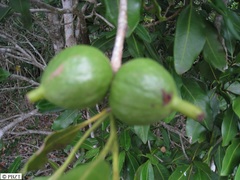 Hyperacanthus mandenensis