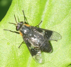 Chrysops cincticornis