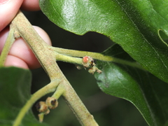 Callirhytis subcostata
