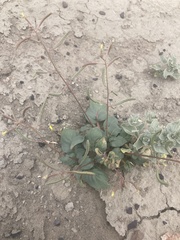 Chylismia scapoidea