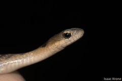 Erythrolamprus typhlus