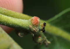 Callirhytis subcostata