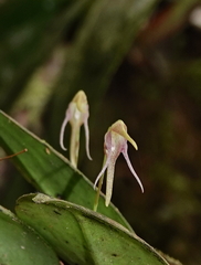 Pleurothallis tetragona