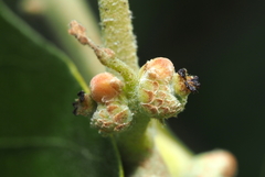 Callirhytis subcostata