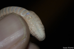 Erythrolamprus typhlus