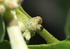 Callirhytis subcostata