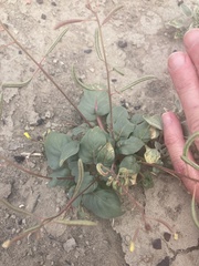 Chylismia scapoidea
