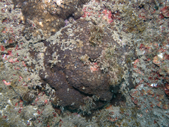 Cladocora caespitosa