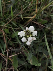Prunella laciniata