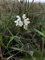 Prunella laciniata