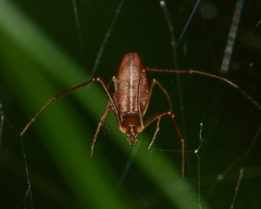 Neospintharus trigonum