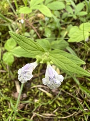 Scutellaria nervosa