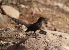 Cercotrichas podobe