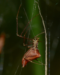 Neospintharus trigonum