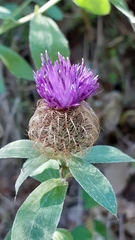 Centaurea pectinata