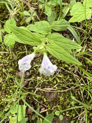 Scutellaria nervosa
