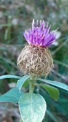 Centaurea pectinata