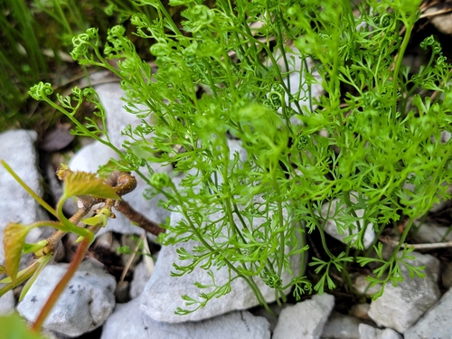Image of Asplenium fissum by (c) Elias, some rights reserved (CC BY)