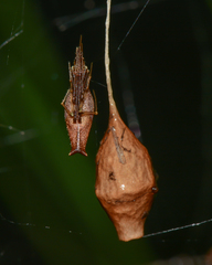 Neospintharus trigonum