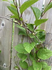 Actinidiaceae
