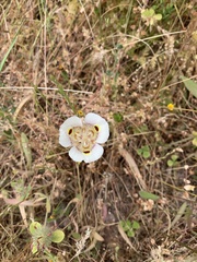 Calochortus superbus