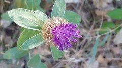 Centaurea pectinata