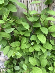 Actinidiaceae